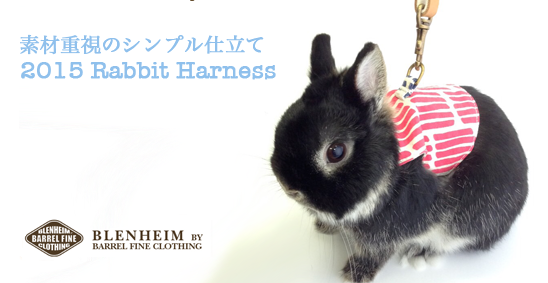 うさぎ専門店 きらウサギ